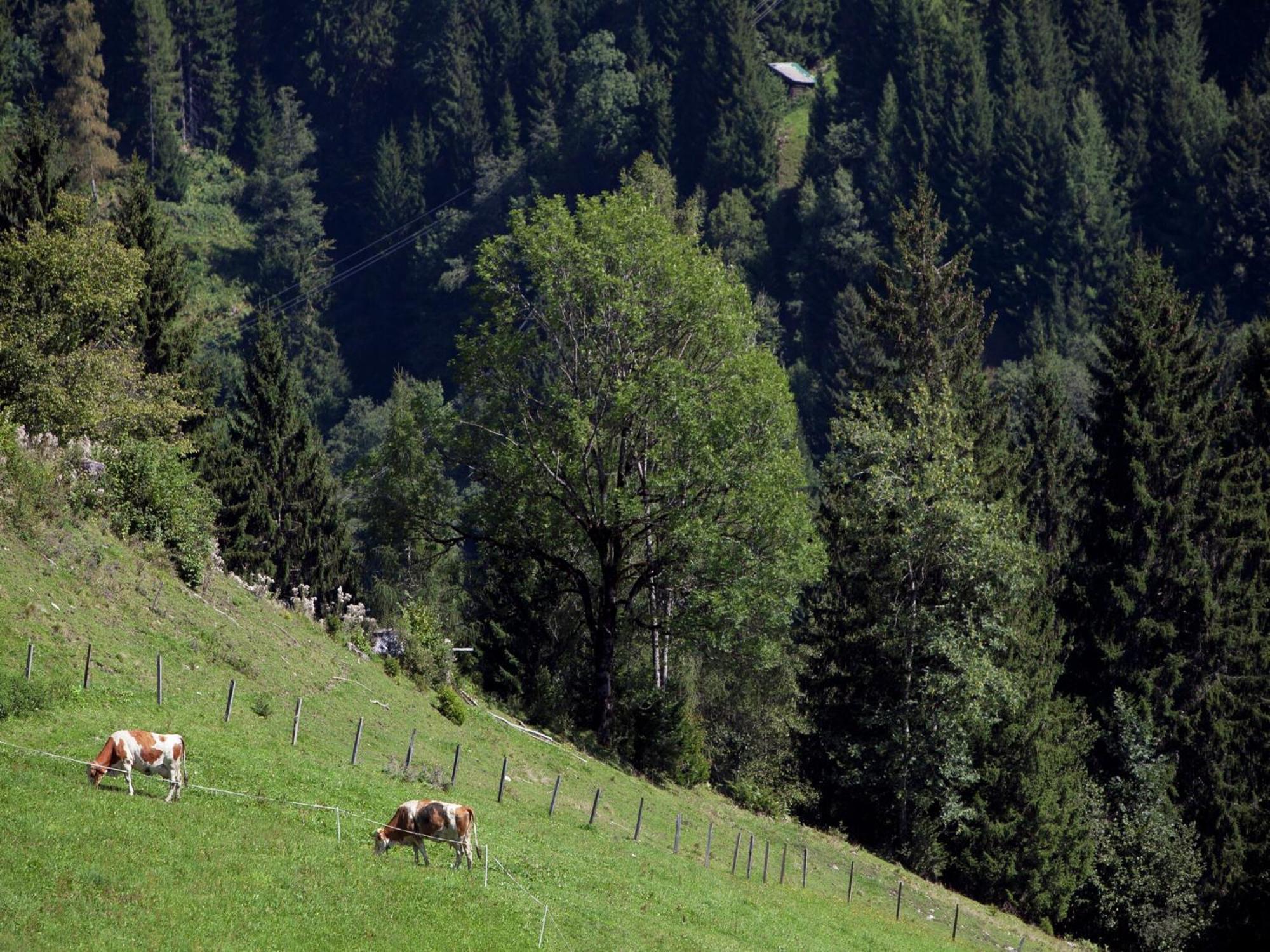 Apartment In Sankt Johann Im Pongau Near Ski Area واغراين المظهر الخارجي الصورة